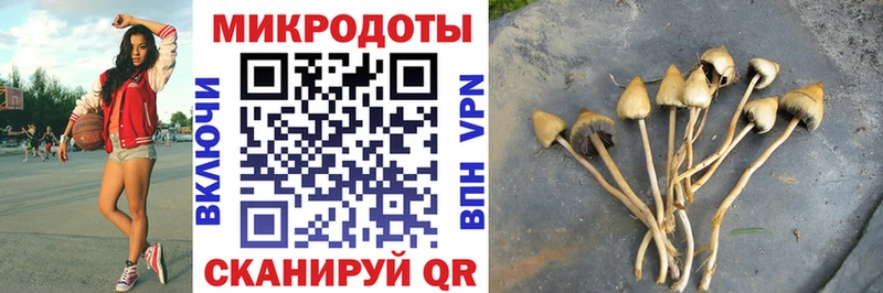 где можно купить   Кириши  Псилоцибиновые грибы Cubensis 